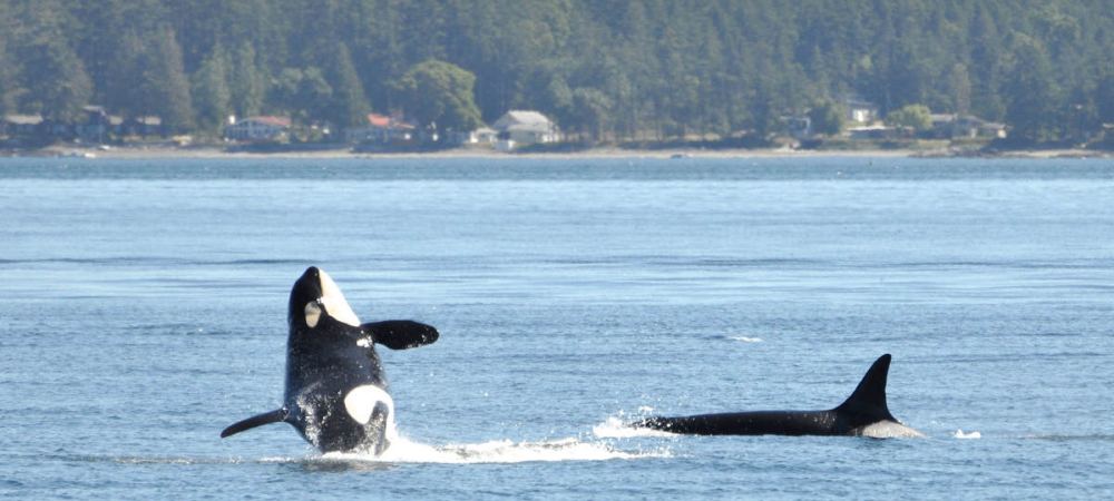 Canad y Ballenas