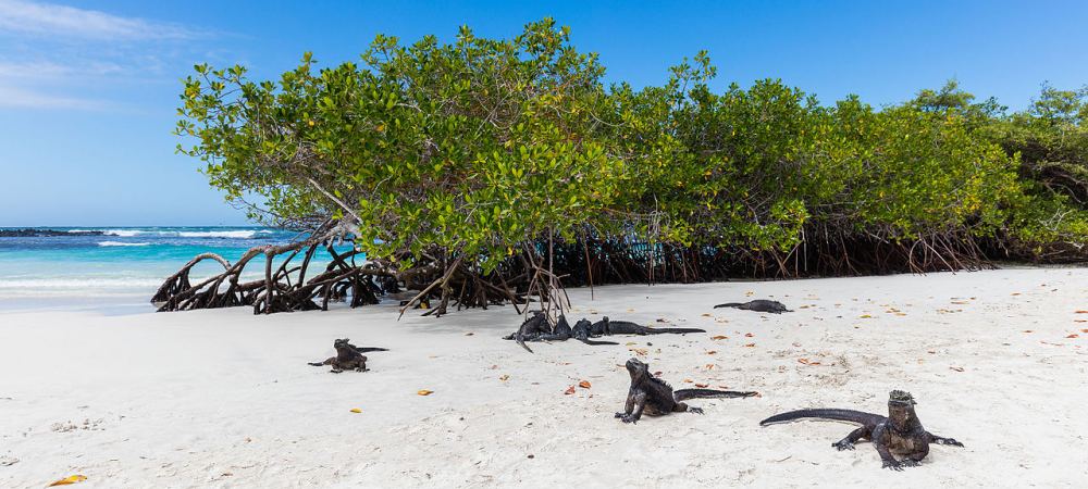 Galpagos Fascinante