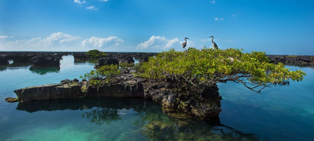 Isla Santa Cruz + Isla San Cristbal o Isabela